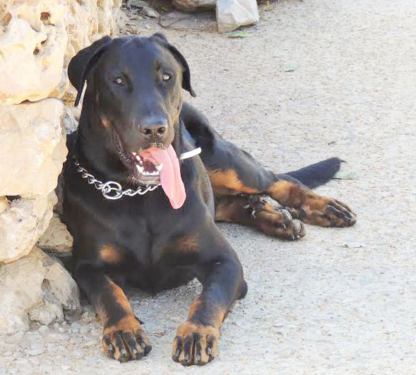 domainedelalicorne.fr Elevage de beauceron chiot beauceron pure race élevage du clos de la licorne elevage des gardiens de la licorne elevage beauceron noir et feu authentique gros gabarits élevage de Beauceron familial sérieux et qualité domainedelalicorne.fr suivi des chiots conseil d’éducation chiot propre bas rouge santé caractère spécialiste du beauceron noir et feu ou arlequin chien rustique berger de France  nos chiots sont élevés avec amour et attention notre passion au service de la qualité Beauceron de qualité et sportif domaine de la licorne 04380 BARRAS élevage en liberté éleveur berger de beauce élevage de beauceron de travail 